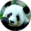 Tony Chong Avatar